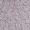 Рідкі шпалери Біопласт BIOPLAST 8562 коричневий, целюлоза 1 кг