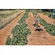 Культиватор STIHL MH 600